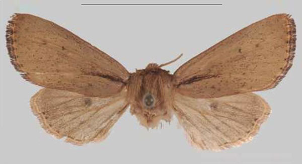 /filer/webapps/moths/media/images/U/umvoti_Sciomesa_HT_MNHNa.jpg