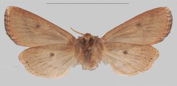 /filer/webapps/moths/media/images/U/umvoti_Sciomesa_HT_MNHNb.jpg
