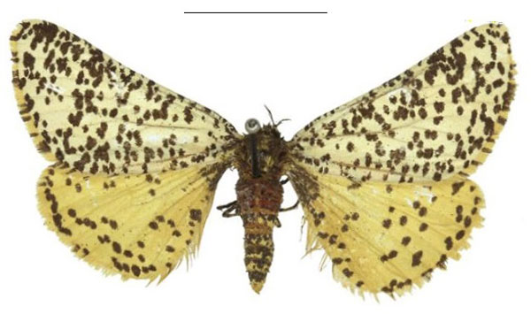 /filer/webapps/moths/media/images/U/unca_Nothabraxas_AM_RMCA.jpg