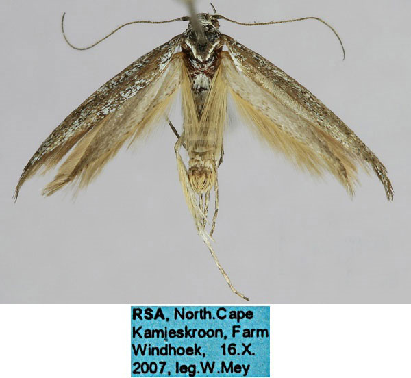 /filer/webapps/moths/media/images/U/unciclavella_Scythris_HT_ZMHB_7hIW4RX.jpg