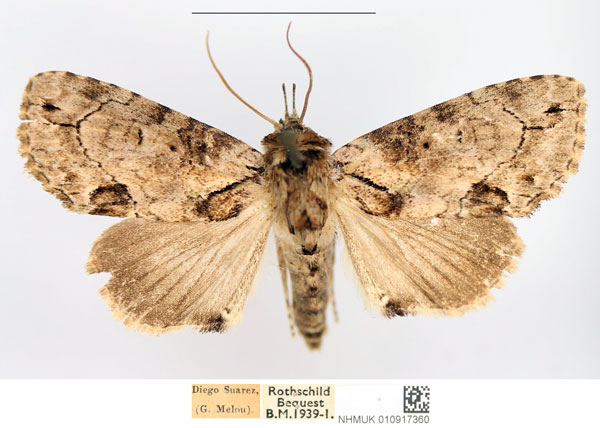 /filer/webapps/moths/media/images/U/uncinata_Saaluncifera_AM_NHMUK_01.jpg