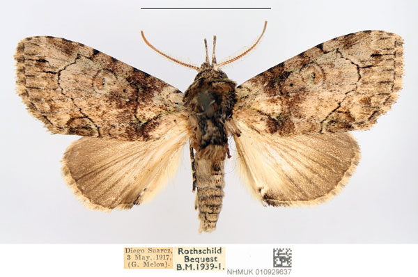 /filer/webapps/moths/media/images/U/uncinata_Saaluncifera_AM_NHMUK_02.jpg