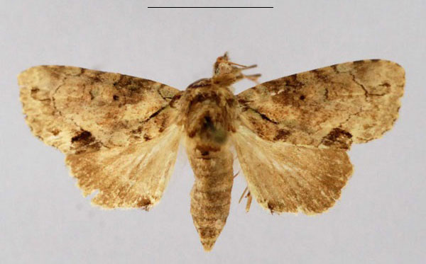 /filer/webapps/moths/media/images/U/uncinata_Saaluncifera_HT_SMNH_8sX6dsX.jpg