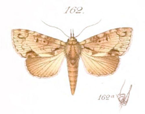 /filer/webapps/moths/media/images/U/uncinata_Saaluncifera_HT_Saalmuller_162_9kQkbyr.jpg