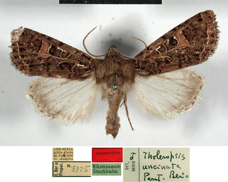 /filer/webapps/moths/media/images/U/uncinata_Tholeropsis_PTM_SNHM.jpg