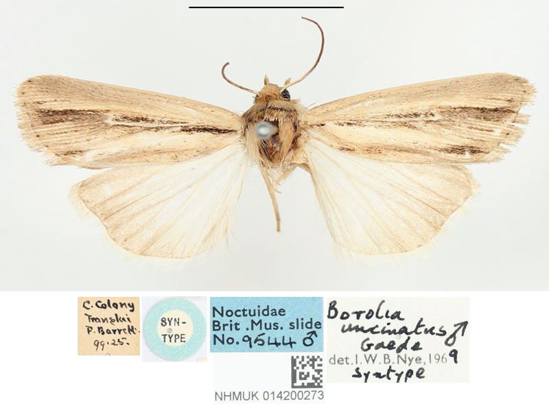 /filer/webapps/moths/media/images/U/uncinatus_Borolia_STM_BMNH_02.jpg