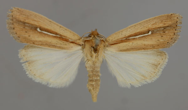 /filer/webapps/moths/media/images/U/uncinatus_Leucania_A_RMCA_01.jpg