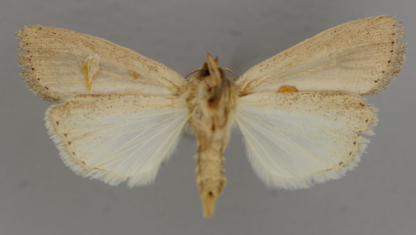 /filer/webapps/moths/media/images/U/uncinatus_Leucania_A_RMCA_02.jpg