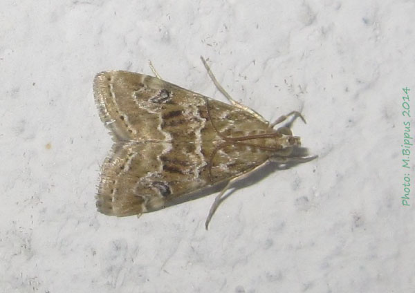 /filer/webapps/moths/media/images/U/undalis_Hellula_A_Bippus.jpg