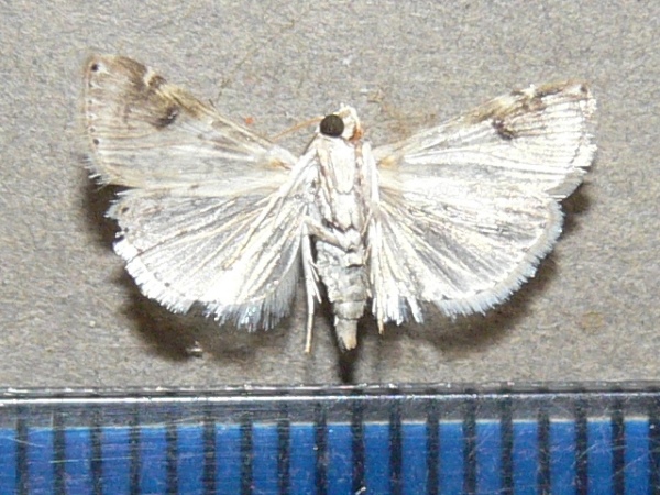 /filer/webapps/moths/media/images/U/undalis_Hellula_A_Goffb.JPG