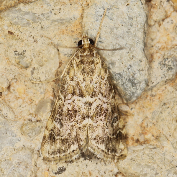 /filer/webapps/moths/media/images/U/undalis_Hellula_A_Heyns_01.JPG