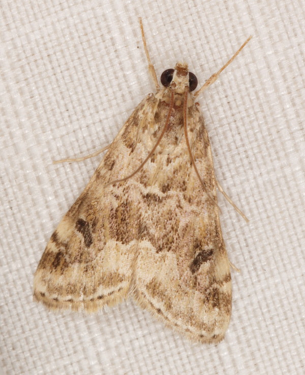/filer/webapps/moths/media/images/U/undalis_Hellula_A_Heyns_02.jpg