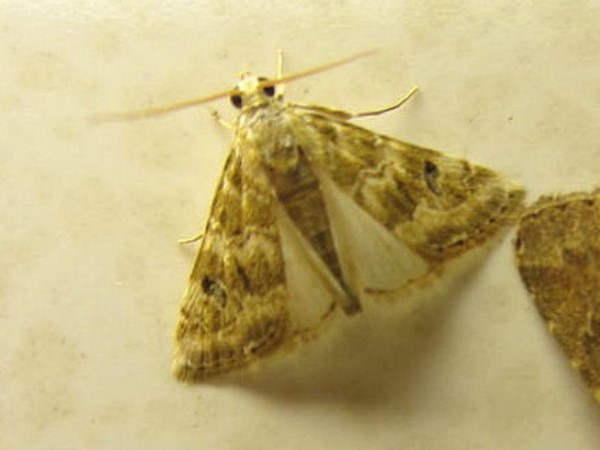 /filer/webapps/moths/media/images/U/undalis_Hellula_A_Sydes.JPG