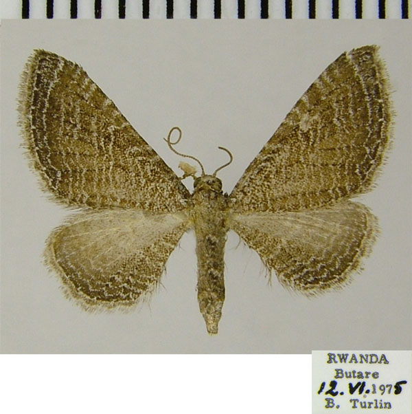 /filer/webapps/moths/media/images/U/undiculata_Eupithecia_AF_ZSM.jpg