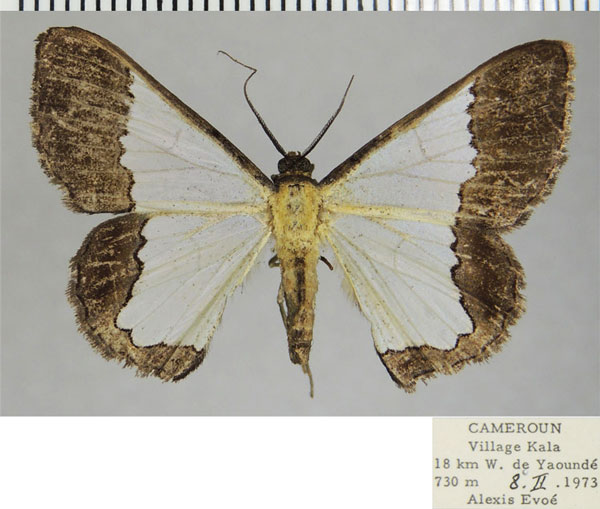 /filer/webapps/moths/media/images/U/undimarginata_Zamarada_AF_ZSM.jpg