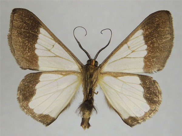 /filer/webapps/moths/media/images/U/undimarginata_Zamarada_AM_ZSMb.jpg
