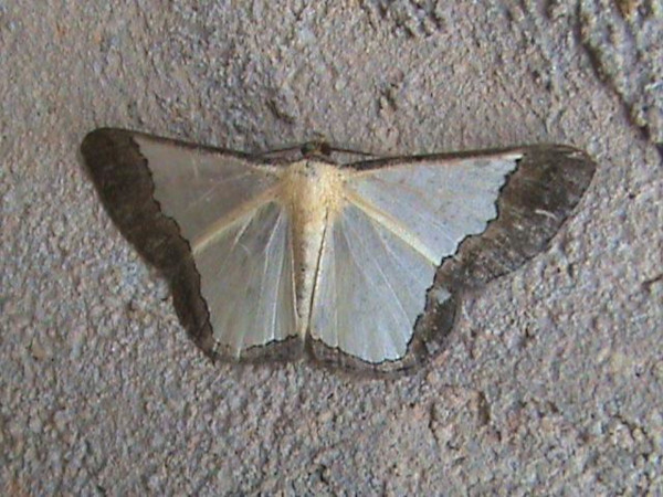 /filer/webapps/moths/media/images/U/undimarginata_Zamarada_A_Guyonnet.jpg