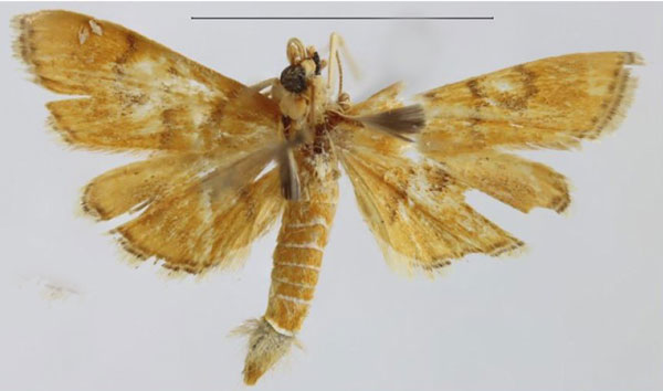 /filer/webapps/moths/media/images/U/undularis_Omiodes_HT_ZSMa.jpg