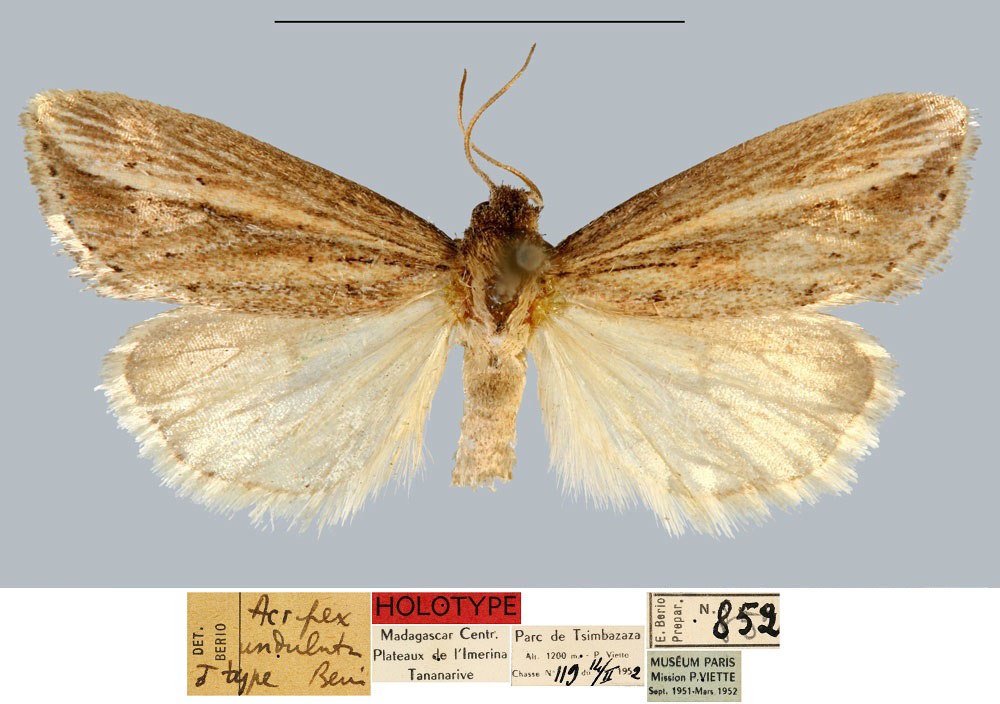 /filer/webapps/moths/media/images/U/undulata_Acrapex_HT_MNHN.jpg