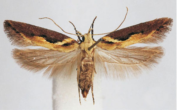 /filer/webapps/moths/media/images/U/undulella_Leuronoma_PTF_BMNH.jpg