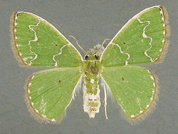 /filer/webapps/moths/media/images/U/undulilinea_Thetidia_AF_TMSA.jpg
