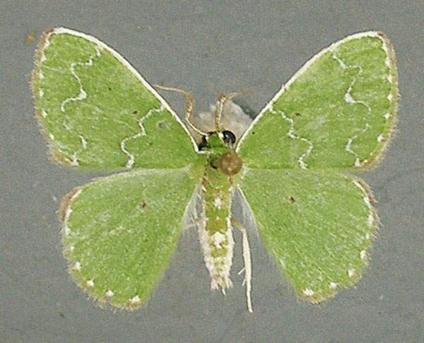 /filer/webapps/moths/media/images/U/undulilinea_Thetidia_AM_TMSA.jpg