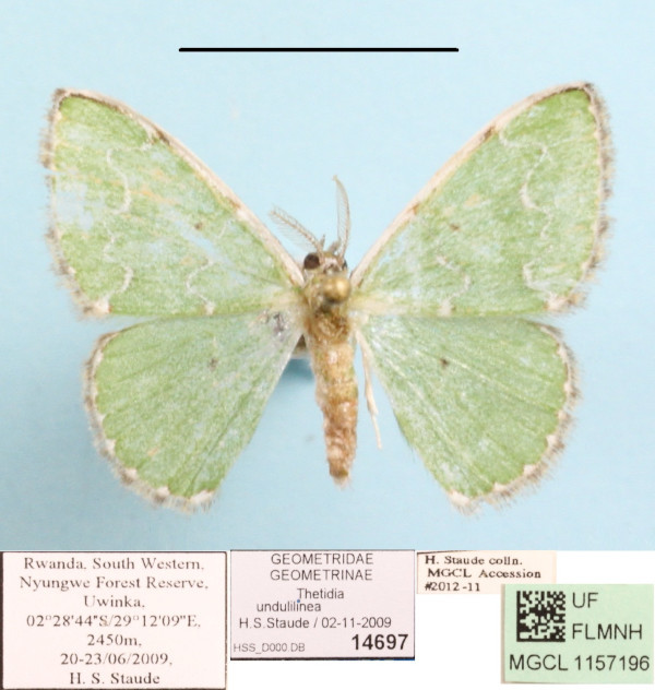 /filer/webapps/moths/media/images/U/undulilinea_Thetidia_A_MGCLa_01.JPG