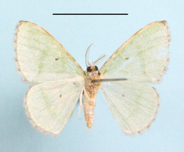 /filer/webapps/moths/media/images/U/undulilinea_Thetidia_A_MGCLb_01.JPG
