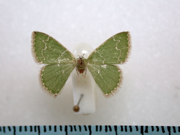 /filer/webapps/moths/media/images/U/undulilinea_Thetidia_A_Revell.jpg