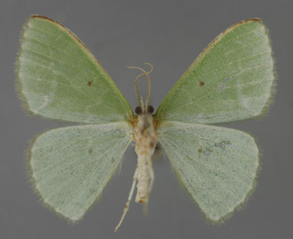 /filer/webapps/moths/media/images/U/undulilinea_Thetidia_A_ZSM_02.jpg