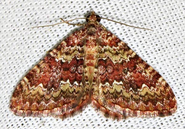 /filer/webapps/moths/media/images/U/undulosata_Mimoclystia_A_Braun_05.jpg