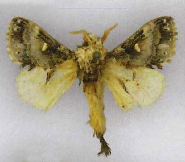 /filer/webapps/moths/media/images/U/ungemachi_Odontocheilopteryx_HT_MNHN.jpg