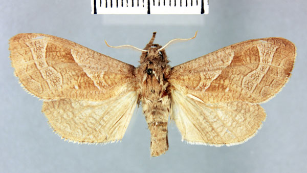 /filer/webapps/moths/media/images/U/ungemachi_Oreocossus_HT_MNHN.jpg