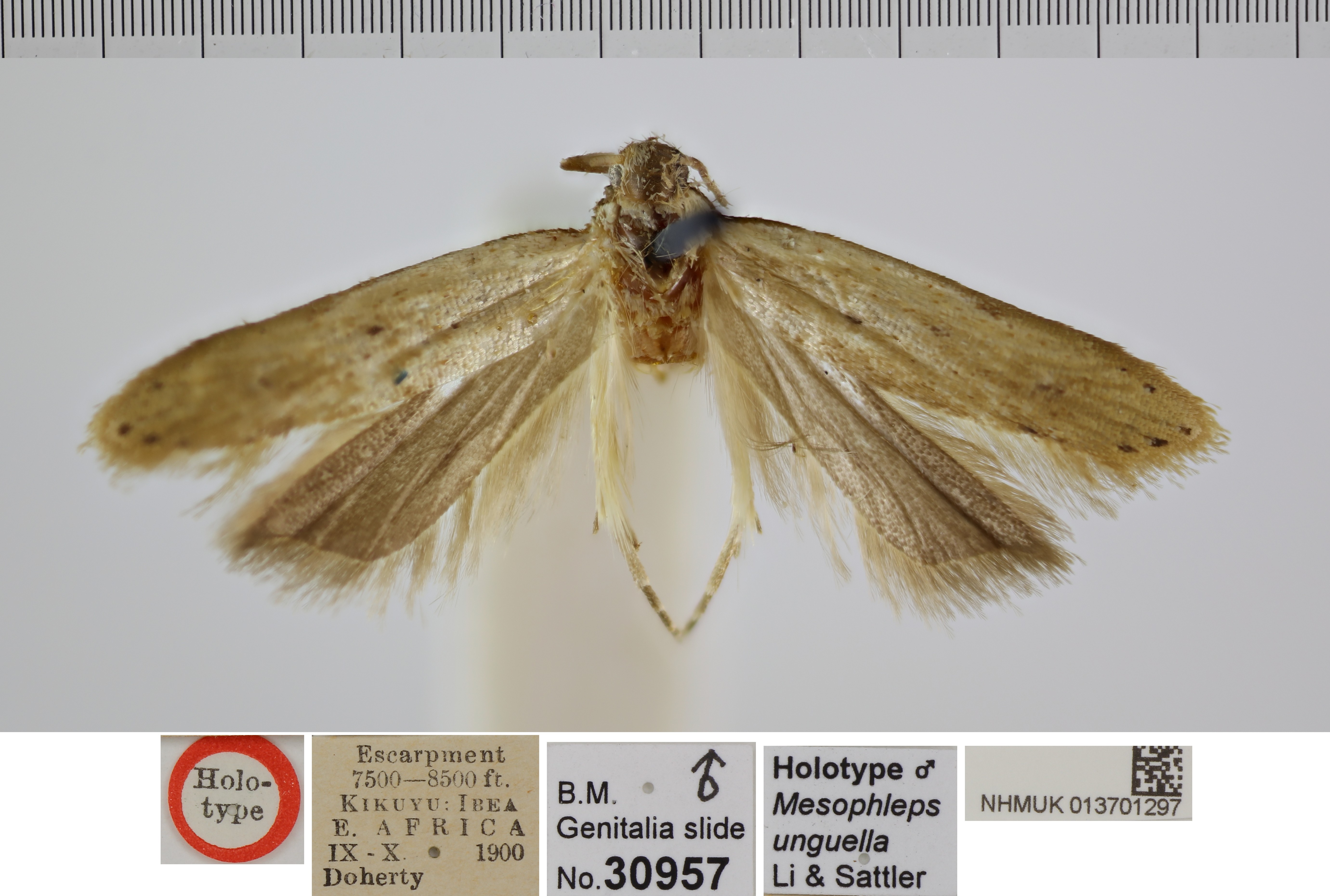 /filer/webapps/moths/media/images/U/unguella_Mesophleps_MHT_NHMUK.jpg