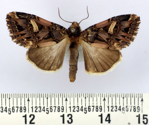 /filer/webapps/moths/media/images/U/unguiculata_Odontestra_AF_BMNH.jpg