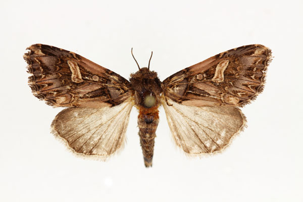 /filer/webapps/moths/media/images/U/unguiculata_Odontestra_AF_RMCA.jpg