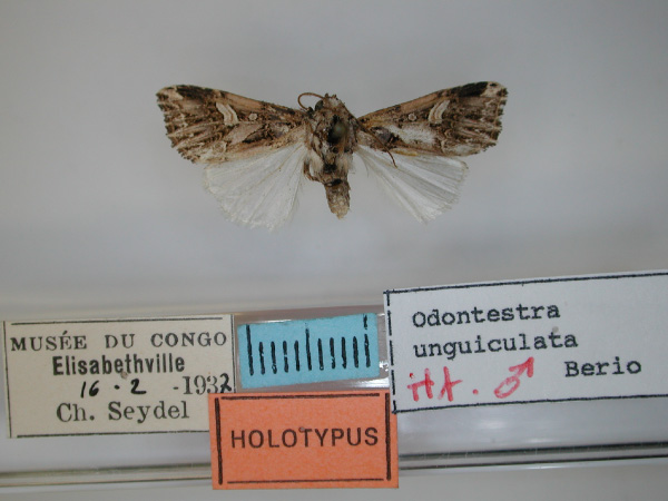 /filer/webapps/moths/media/images/U/unguiculata_Odontestra_HT_RMCA.jpg