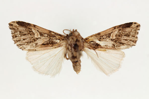 /filer/webapps/moths/media/images/U/unguiculata_Odontestra_HT_RMCA_02.jpg