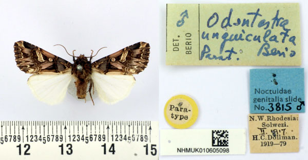 /filer/webapps/moths/media/images/U/unguiculata_Odontestra_PT_BMNH.jpg