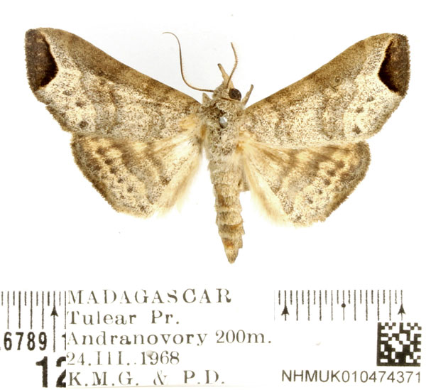 /filer/webapps/moths/media/images/U/ungulata_Nyctennomos_AM_BMNH_01.jpg