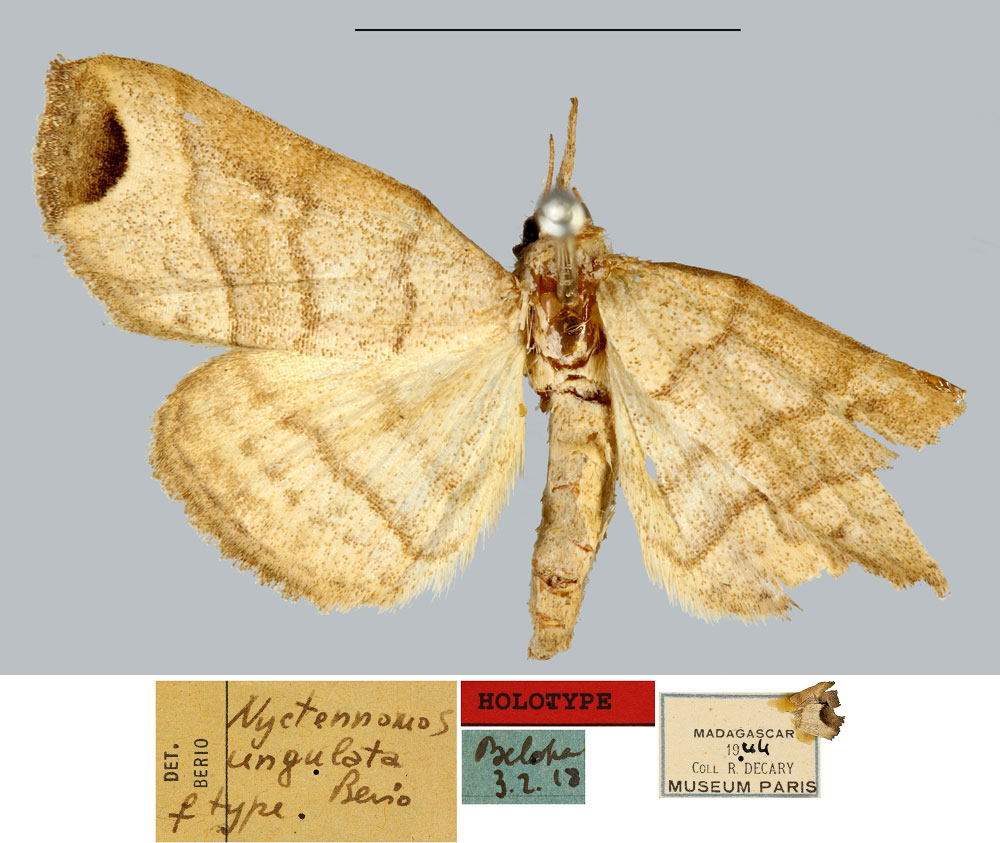 /filer/webapps/moths/media/images/U/ungulata_Nyctennomos_HT_MNHN.jpg