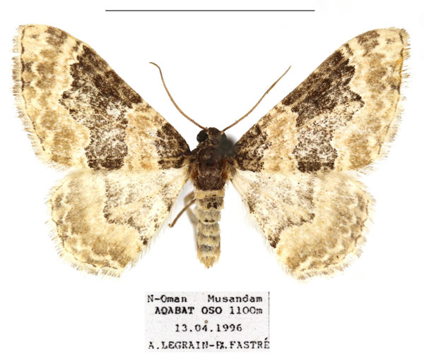/filer/webapps/moths/media/images/U/unicata_Protorhoe_AF_RBINS_01.jpg