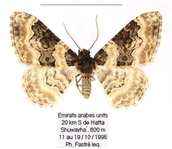 /filer/webapps/moths/media/images/U/unicata_Protorhoe_AF_RBINS_02.jpg
