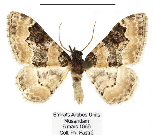 /filer/webapps/moths/media/images/U/unicata_Protorhoe_AM_RBINS_01.jpg