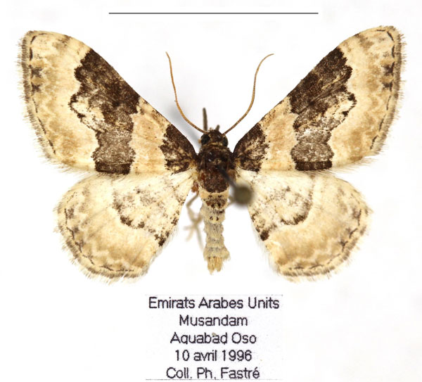 /filer/webapps/moths/media/images/U/unicata_Protorhoe_AM_RBINS_02.jpg