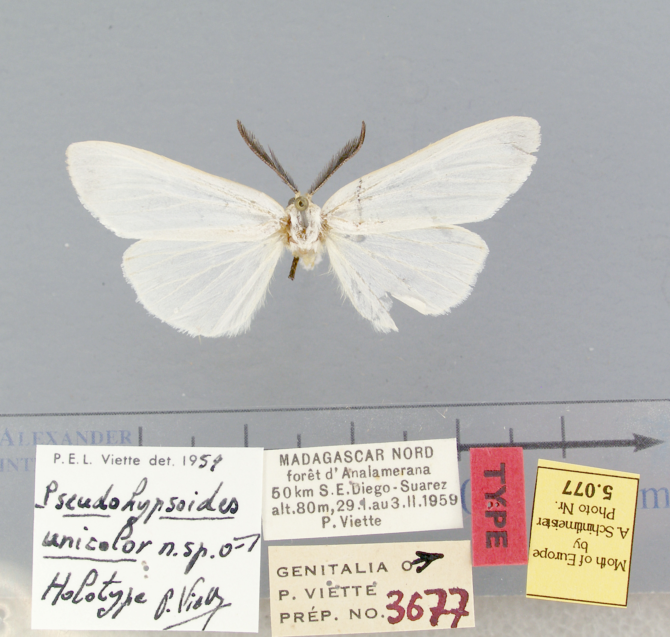 /filer/webapps/moths/media/images/U/unicolor-Pseudohypsoides-5077-HT-Madagascar.jpg