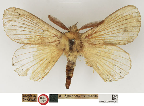 /filer/webapps/moths/media/images/U/unicolor_Amydona_HT_NHMUK.jpg