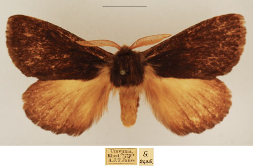 /filer/webapps/moths/media/images/U/unicolor_Marmaroplegma_AM_TMSA.jpg
