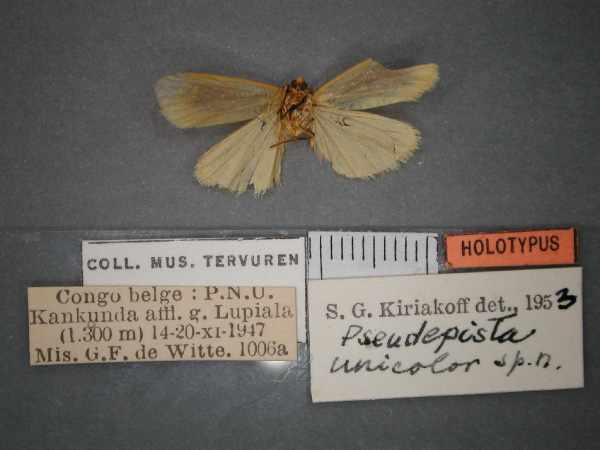 /filer/webapps/moths/media/images/U/unicolor_Pusiola_HT_RMCA_02.jpg