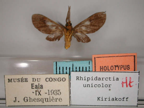 /filer/webapps/moths/media/images/U/unicolor_Rhipidarctia_HT_RMCA_02.jpg